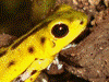 Oophaga pumilio
