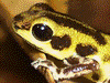 Oophaga pumilio