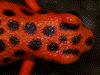 Oophaga pumilio