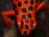 Oophaga pumilio