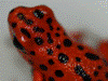Oophaga pumilio