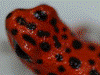 Oophaga pumilio