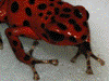 Oophaga pumilio