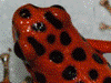 Oophaga pumilio