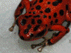 Oophaga pumilio