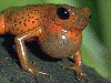 Oophaga pumilio