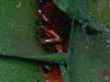 Oophaga pumilio