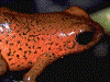 Oophaga pumilio