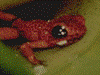 Oophaga pumilio