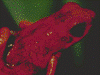 Oophaga pumilio