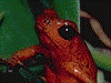 Oophaga pumilio