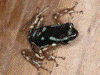 Oophaga pumilio