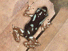 Oophaga pumilio