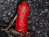 Oophaga pumilio