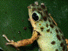 Oophaga pumilio