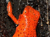 Oophaga pumilio