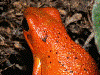 Oophaga pumilio