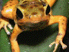 Oophaga pumilio