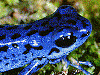 Oophaga pumilio