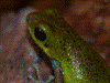 Oophaga pumilio