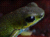 Oophaga pumilio