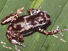 Oophaga pumilio