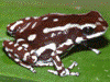 Oophaga pumilio