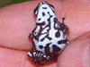 Oophaga pumilio