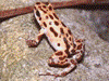 Oophaga pumilio