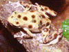 Oophaga pumilio