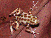 Oophaga pumilio