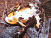 Oophaga pumilio