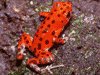 Oophaga pumilio