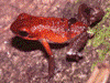 Oophaga pumilio