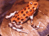 Oophaga pumilio