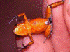 Oophaga pumilio
