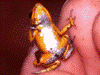 Oophaga pumilio