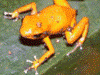 Oophaga pumilio