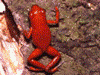 Oophaga pumilio