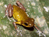 Oophaga pumilio