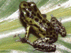 Oophaga pumilio