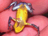 Oophaga pumilio