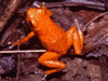 Oophaga pumilio