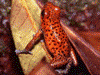Oophaga pumilio