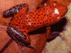 Oophaga pumilio