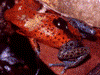 Oophaga pumilio
