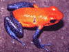 Oophaga pumilio