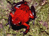 Oophaga pumilio