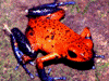Oophaga pumilio