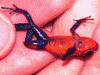 Oophaga pumilio